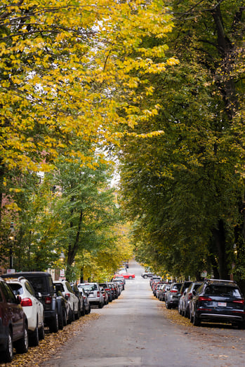 foliage over street in Beacon Hill